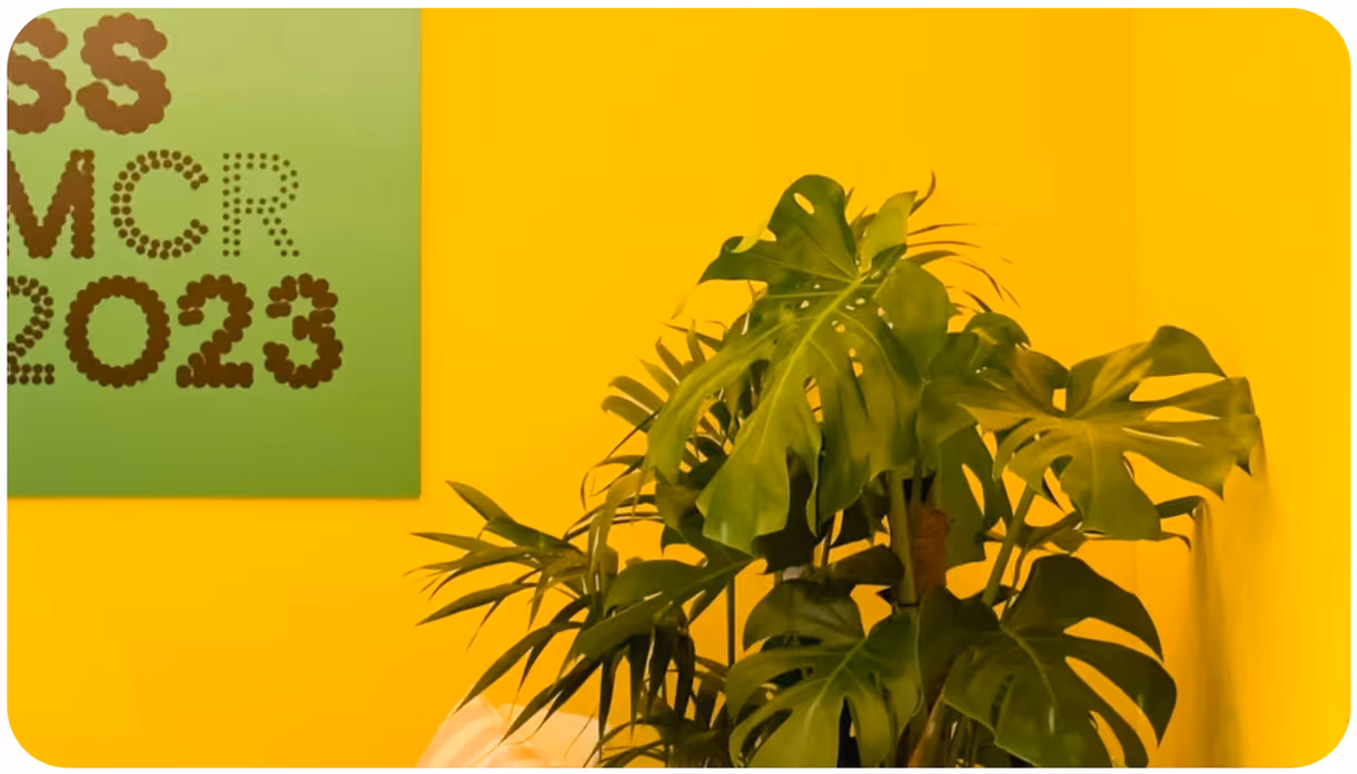 Plant and yellow wall